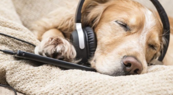 犬が好きな音楽・嫌いな音楽・マジックBoxヒーラーくんサウンド