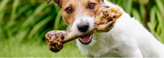 犬のカルシウム必要量と過剰摂取はリスクがあり病気の原因にもなります