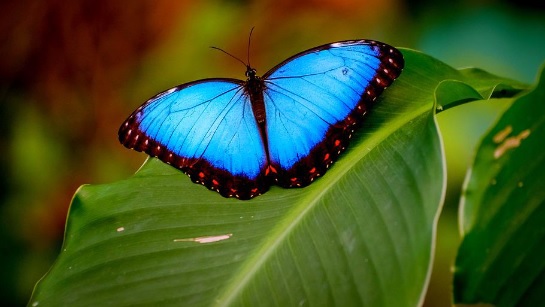 青い色の蝶々は、日本ですと