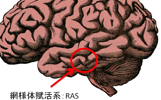 RAS（ reticular activating system）